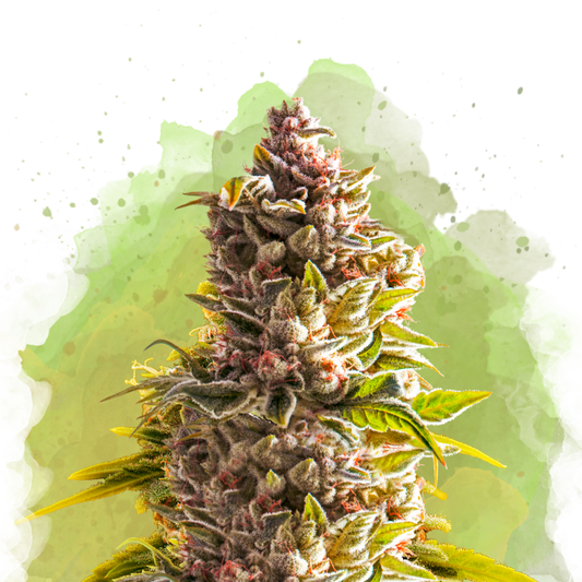 Northern Light Autoflower
