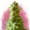 Northern Light Feminized