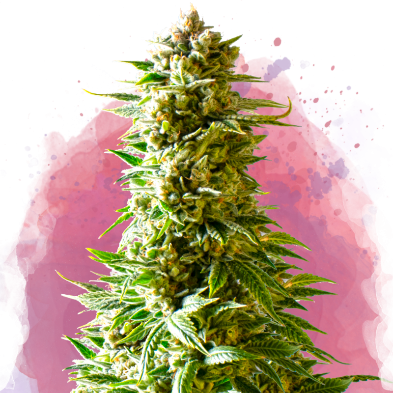 Northern Light Feminized