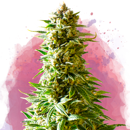 Northern Light Feminized