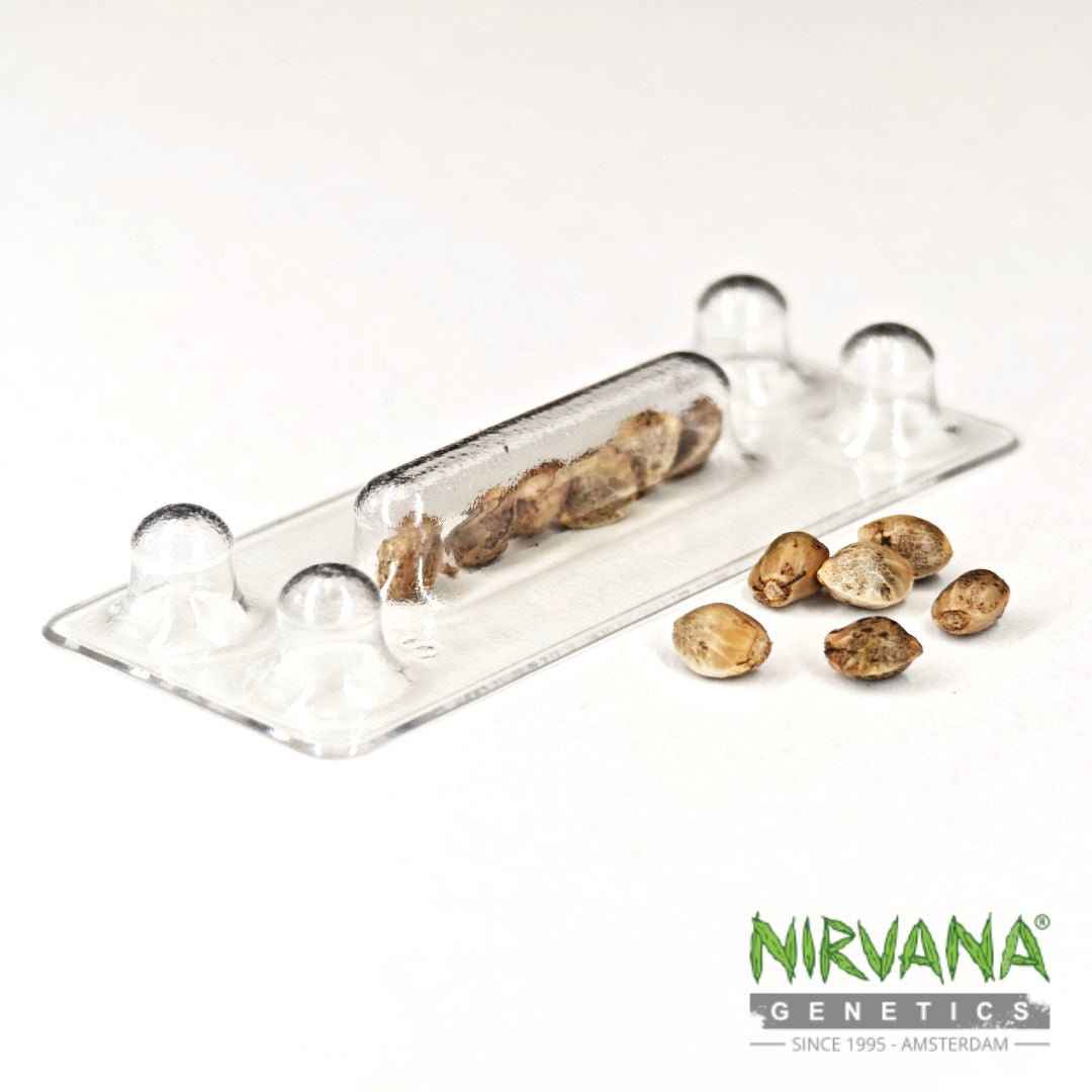 OG Kush Autoflower