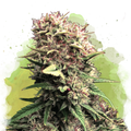OG Kush Autoflower
