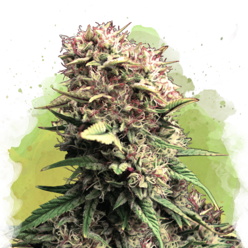 OG Kush Autoflower