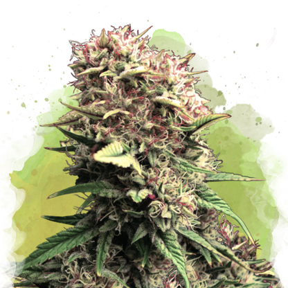 OG Kush Autoflower