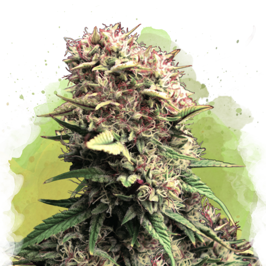 OG Kush Autoflower
