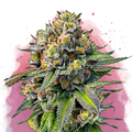 OG Kush Feminized