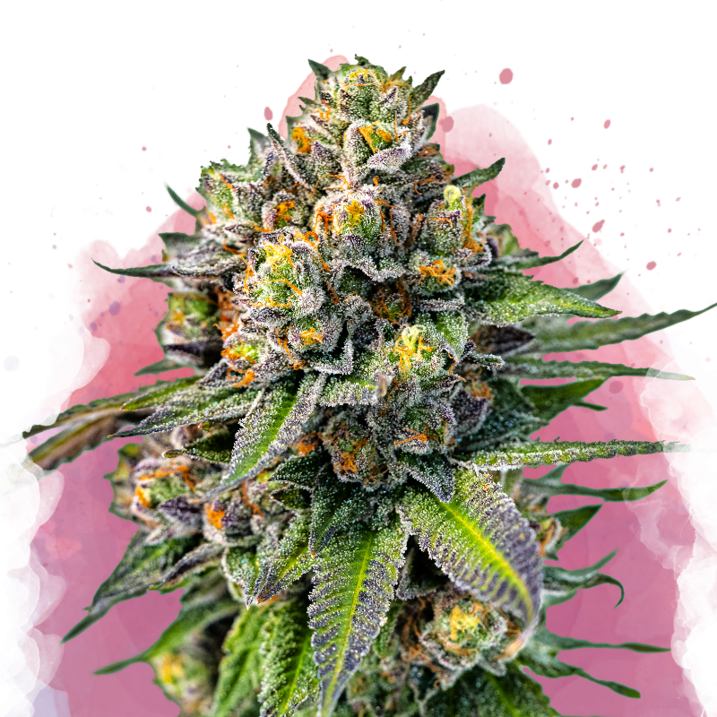 OG Kush Feminized