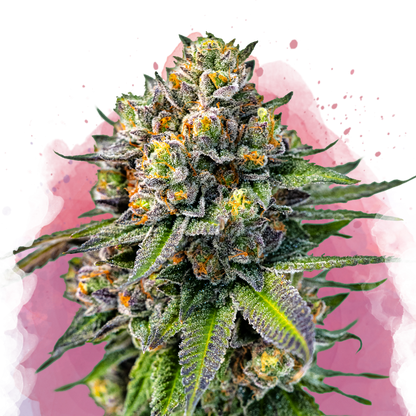 OG Kush Feminized