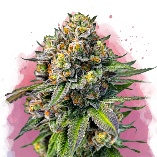OG Kush Feminized
