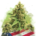 Original Glue Autoflower
