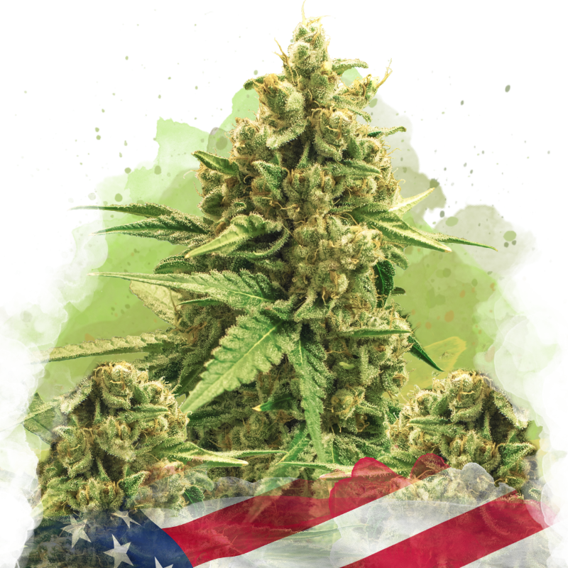 Original Glue Autoflower