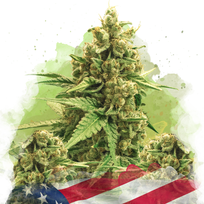 Original Glue Autoflower