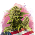 Original Glue Feminized