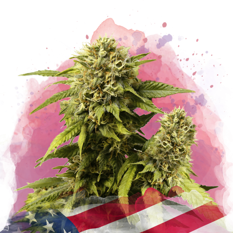 Original Glue Feminized