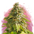 Papaya Feminized