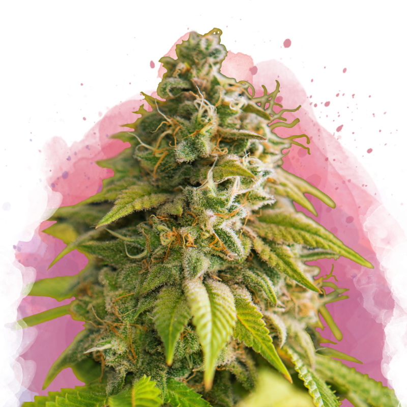 Papaya Feminized