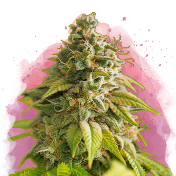 Papaya Feminized