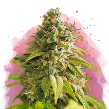 Papaya Feminized