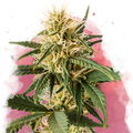 Pure Power Plant Feminized
