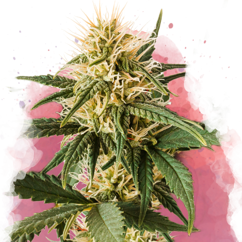 Pure Power Plant Feminized