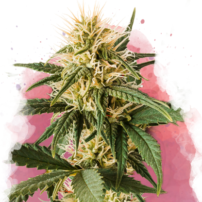 Pure Power Plant Feminized