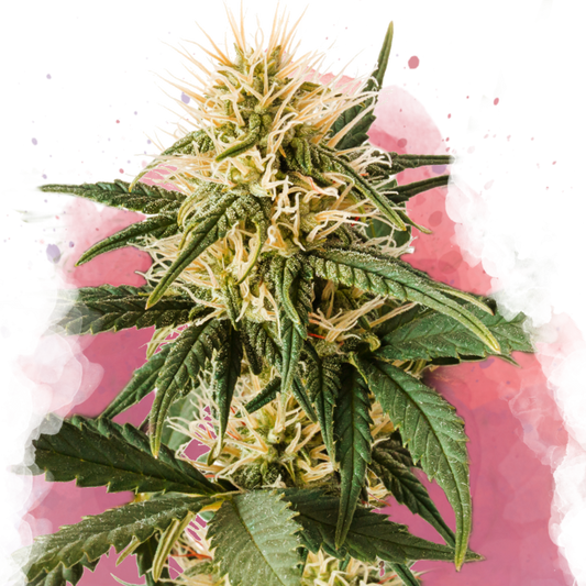 Pure Power Plant Feminized