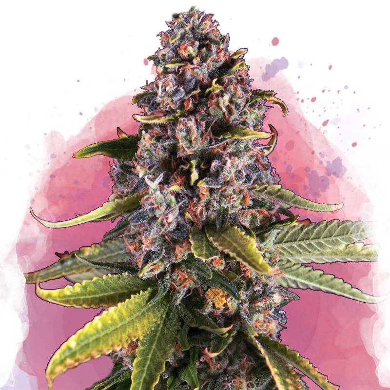 Raspberry Cough Feminized