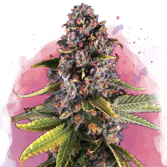 Raspberry Cough Feminized