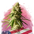 Runtz Feminized - Nirvana USA