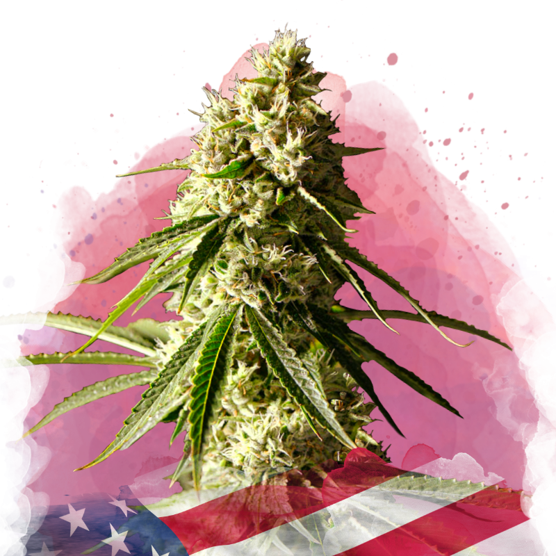 Runtz Feminized - Nirvana USA