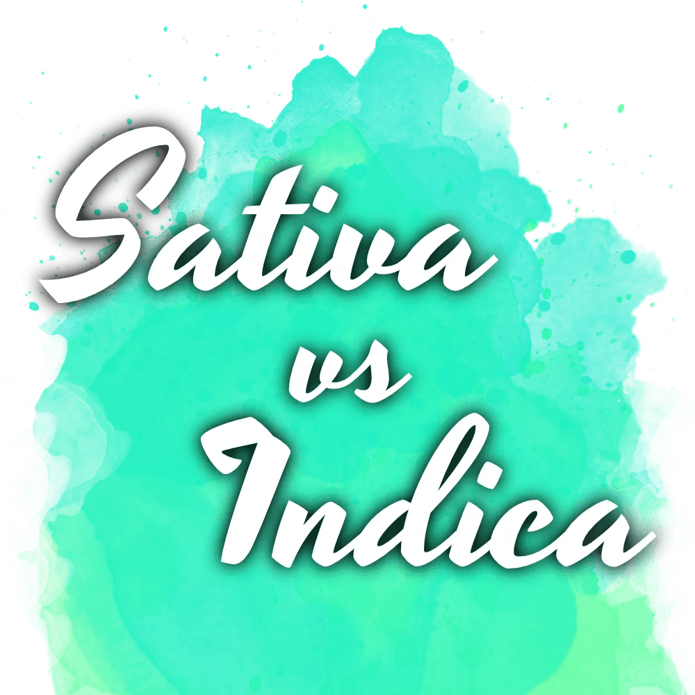 Sativa vs Indica Starter Pack - Nirvana USA