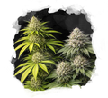 Sativa vs Indica Starter Pack - Nirvana USA
