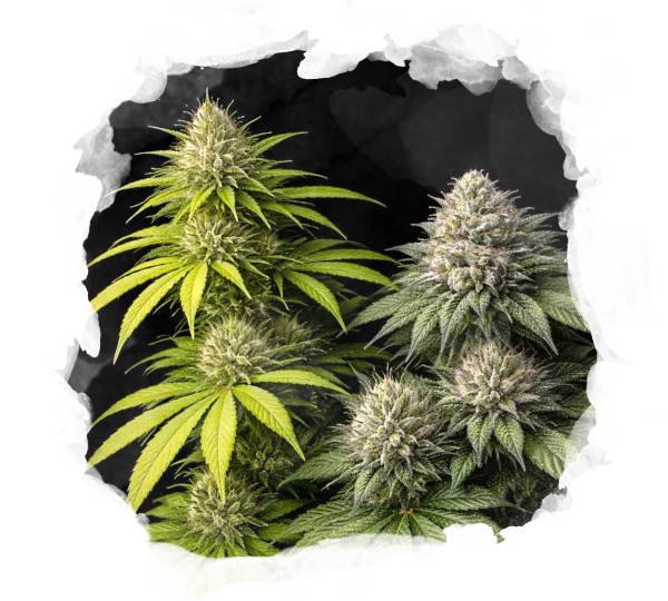 Sativa vs Indica Starter Pack - Nirvana USA