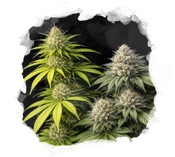 Sativa vs Indica Starter Pack - Nirvana USA