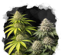 Sativa vs Indica Starter Pack