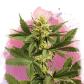Shiskaberry Feminized