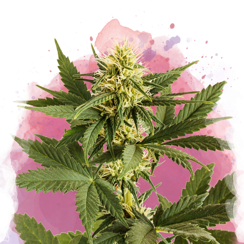 Shiskaberry Feminized