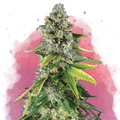 Skunk #1 Feminized