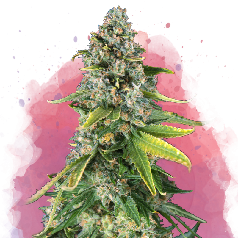 Skunk #1 Feminized