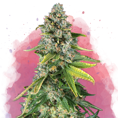 Skunk #1 Feminized