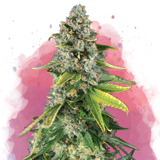 Skunk #1 Feminized
