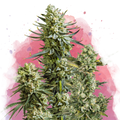 Skywalker OG Feminized