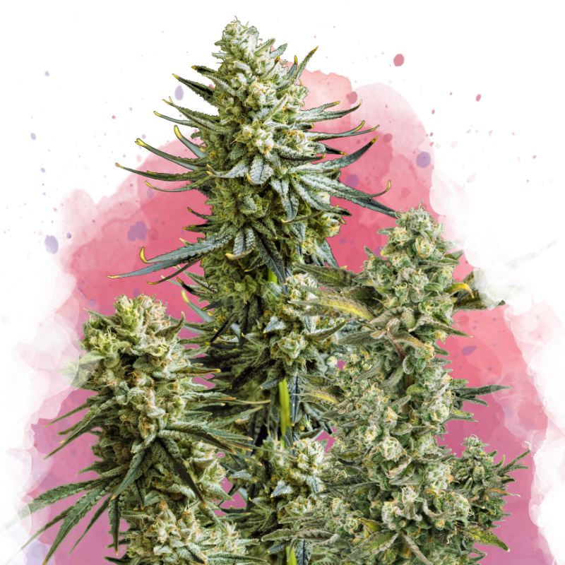 Skywalker OG Feminized