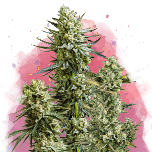 Skywalker OG Feminized