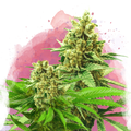 Somango XXL Feminized