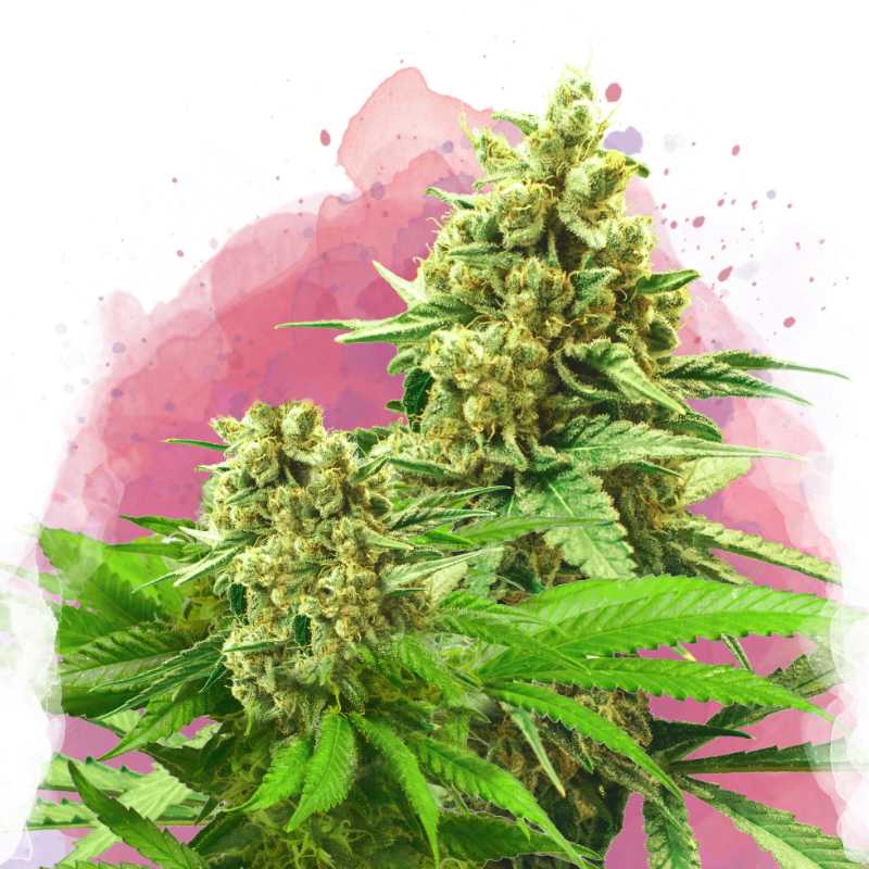 Somango XXL Feminized