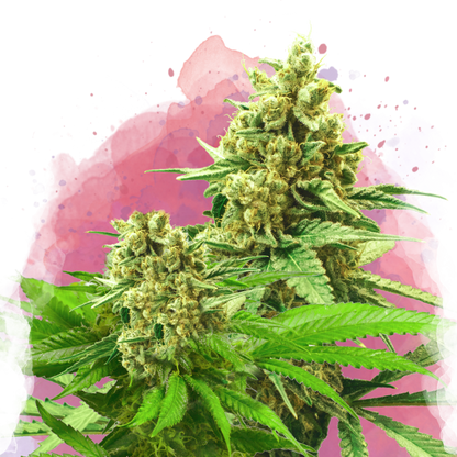 Somango XXL Feminized