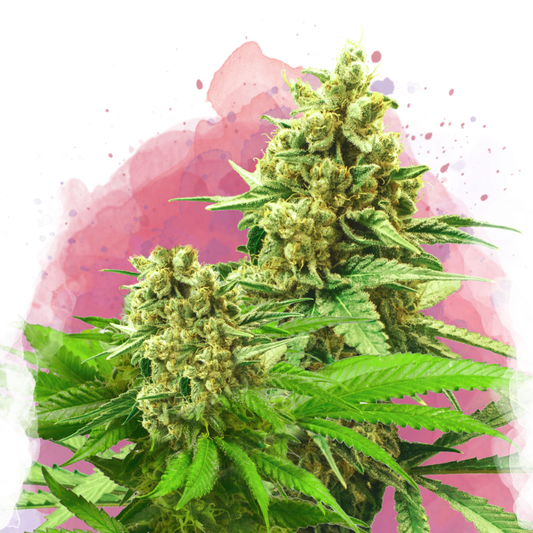 Somango XXL Feminized