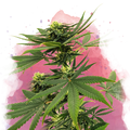 Sour Diesel Feminized