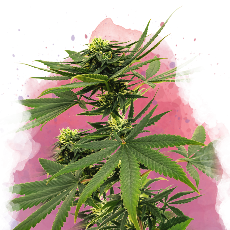 Sour Diesel Feminized